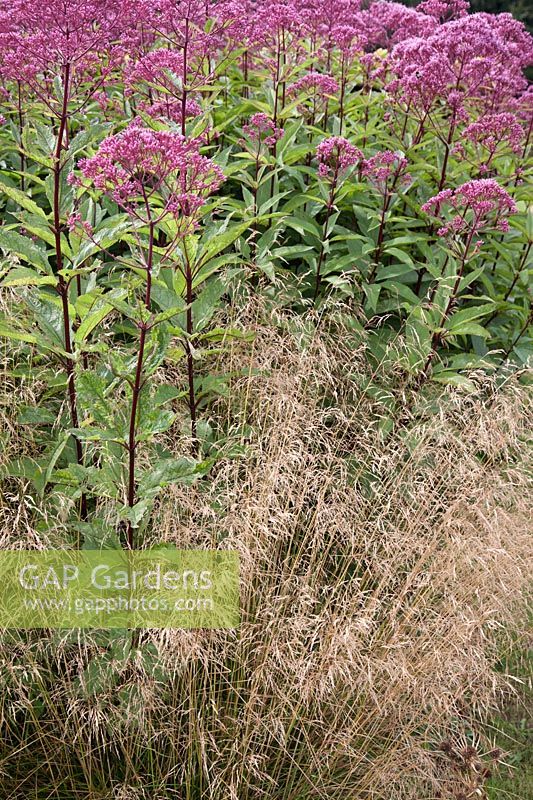 Deschampsia cespitosa and Eupatorium maculatum atropurpureum- Tufted Hair Grass 