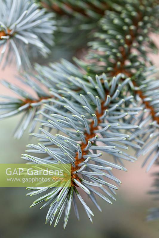 Picea pungens 'Hoopsii' - Colorado Blue Spruce 