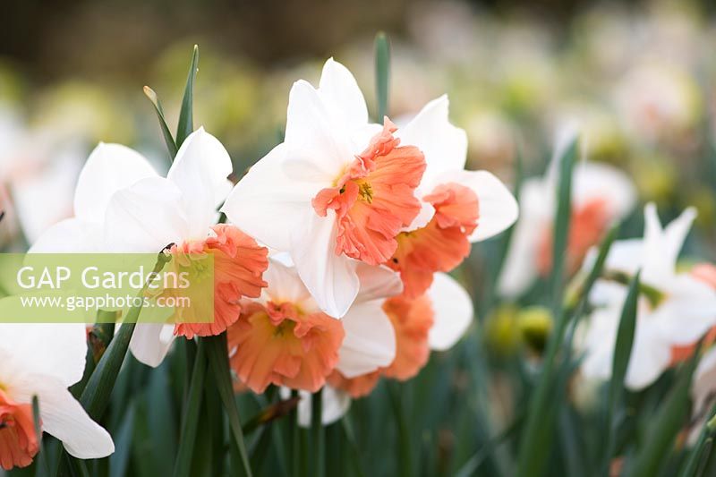 Narcissus 'Precocious'  - Daffodil AGM