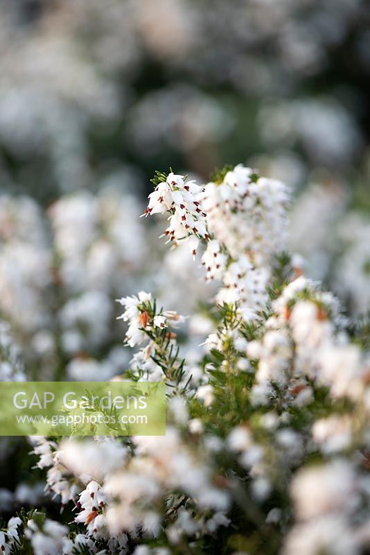 Erica x darleyensis f. albiflora 'White Spring Surprise' - Heather