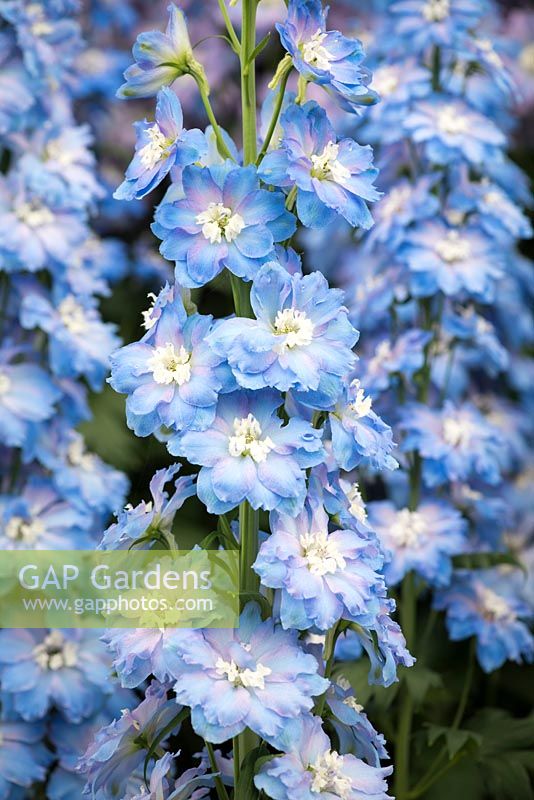 Delphinium 'Loch Leven' - larkspur 