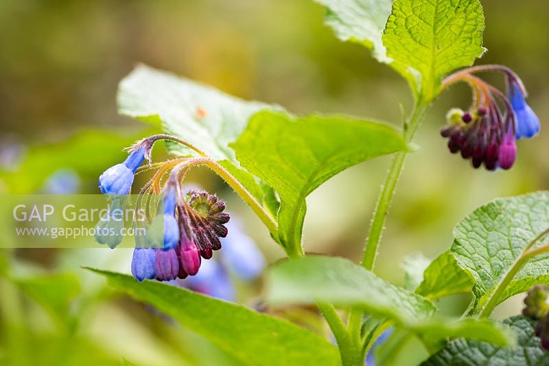 Symphytum caucasicum - Caucasian comfrey