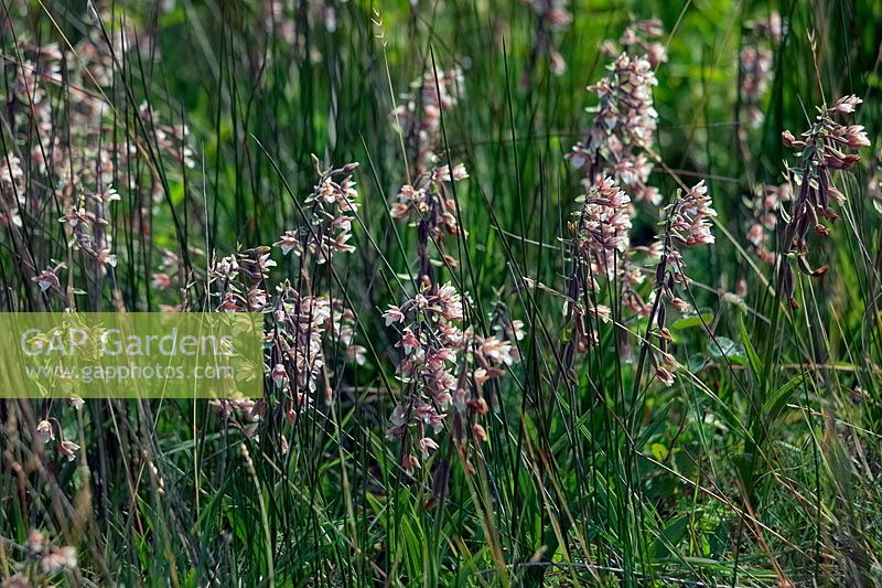 Epipactis palustris - Marsh Helleborine