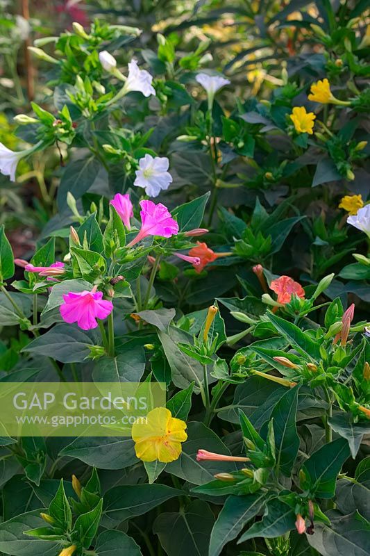 Mirabilis jalapa 'Tea Time' Mixed - Marvel of Peru