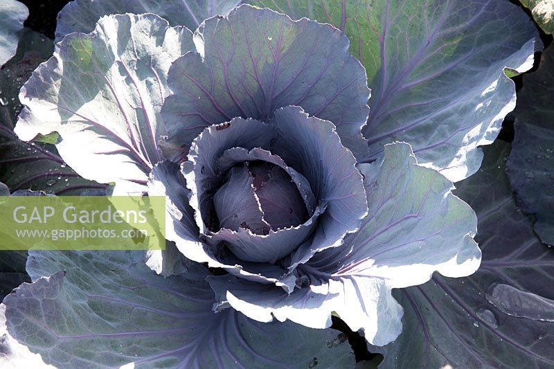 Cabbage 'Red Jewel'