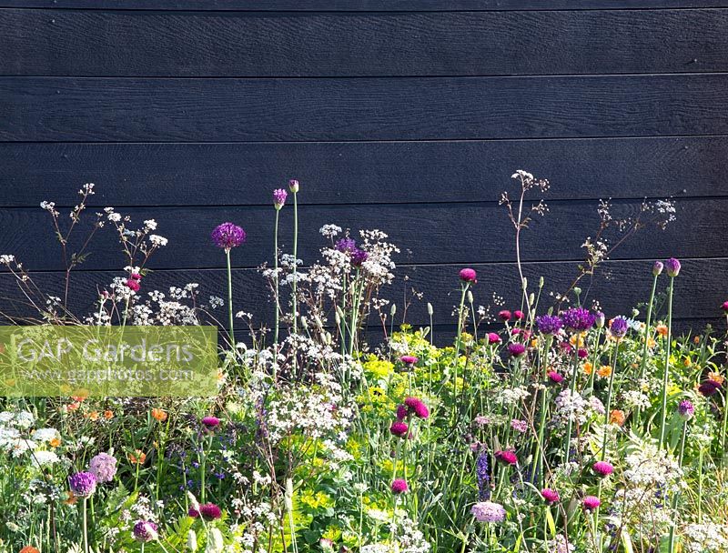 Meadow style planting infant of black wood garden fence in the 'Urban Oasis' garden, RHS Malvern Spring Festival, 2018. 