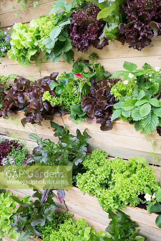 Wood panelled living wall with salad plants, herbs and fruit. Salad deck, RHS Malvern 'Spring Festival', 2018