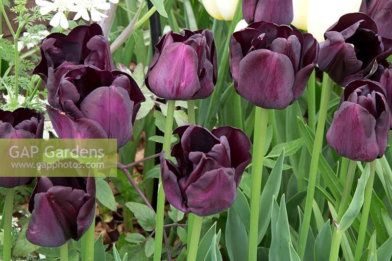 Tulipa 'Paul Scherer'