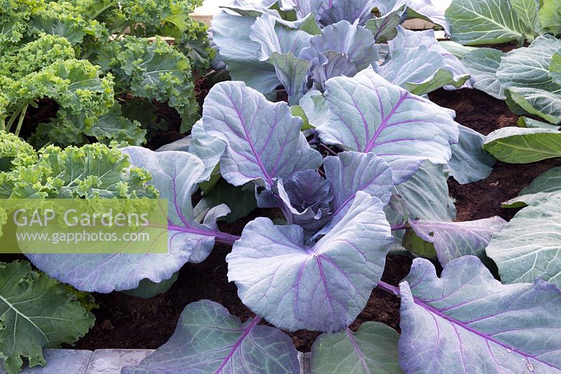Organic Brassica oleracea 'Kalibos' - young red cabbage plants.