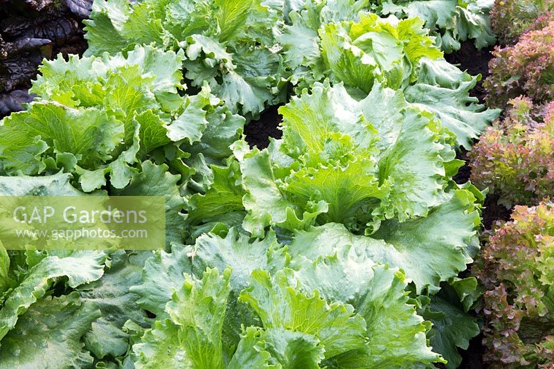 Organic Lactuca sativa - Lettuces 'Lettony' and 'Lollo Rossa' on allotment