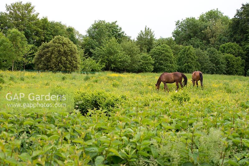 Laddy and Jim, retired horses in the wildflower meadow. Wakelins Willow, Suffolk