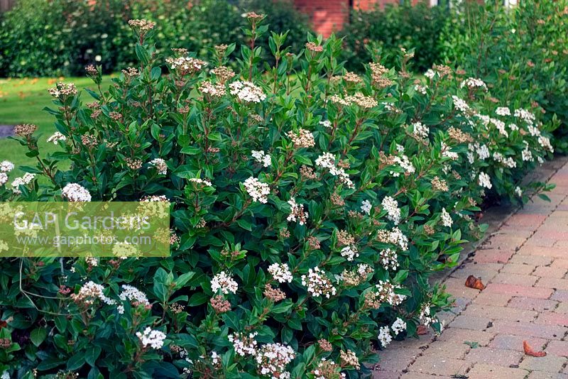 Viburnum tinus cultivar used as a newly establishing evergreen garden hedge