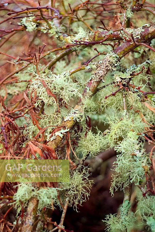 Acer palmatum with a healthy population of Lichens. 