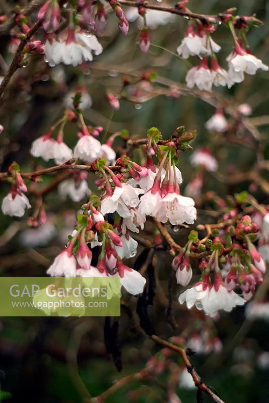 Prunus incisa 'Kojo-no-mai' - cherry