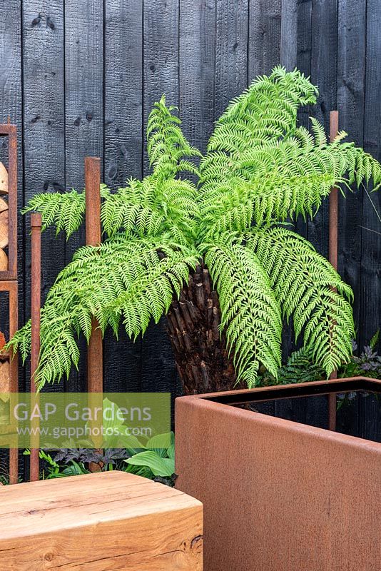 Dicksonia antarctica with burnt effect fence and Corten water container - Bee's Gardens: The Penumbra, RHS Tatton Park Flower Show 2018