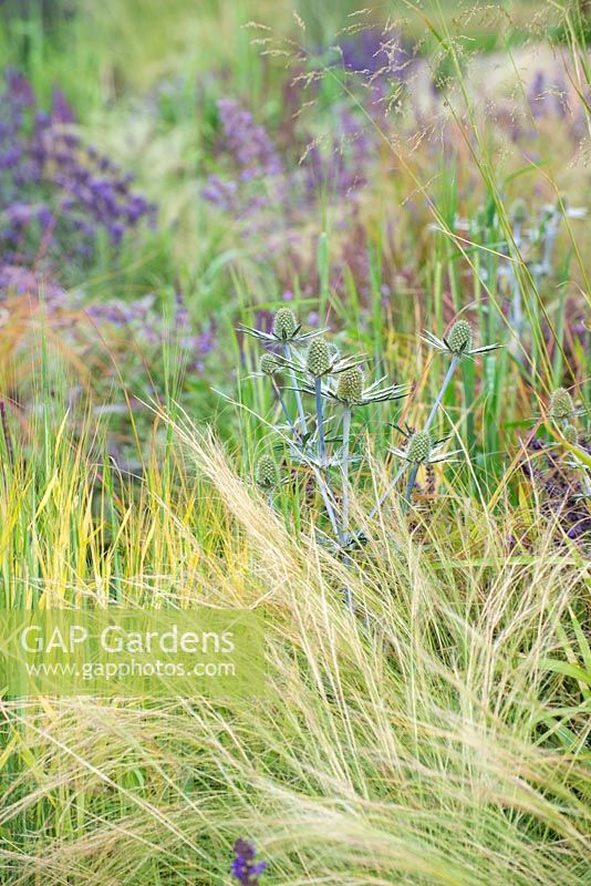 Stipa tenuissima with Eryngium - Food for Thought, RHS Tatton Park Flower Show 2018