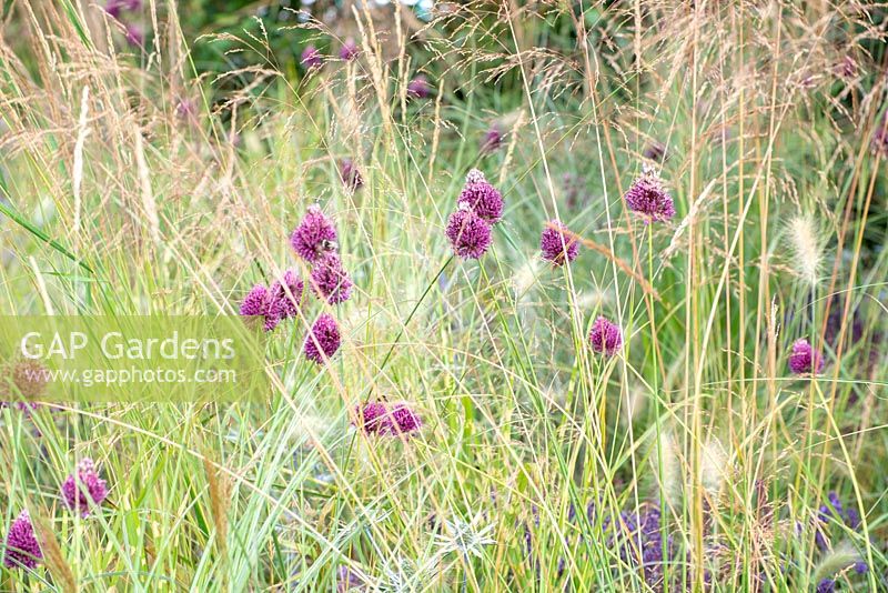 Allium with Pennisetum vilosum - Food for Thought, RHS Tatton Park Flower Show 2018