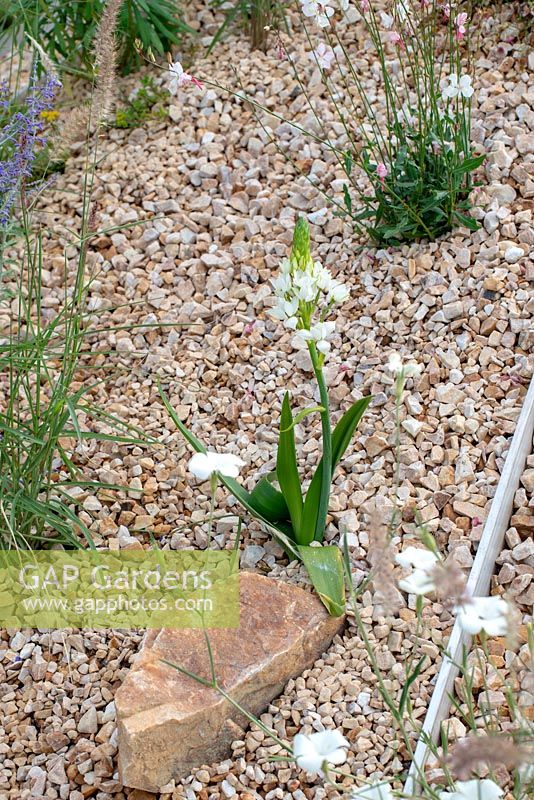Ornithogalum thyrsoides - The Oasis Garden, RHS Tatton Park Flower Show 2018
