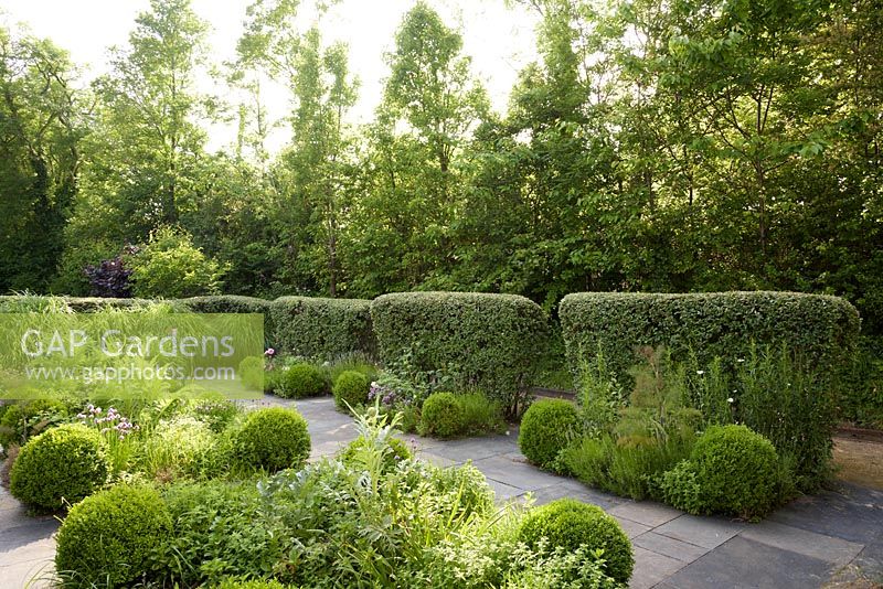 Contemporary herb garden with stone paving, clipped box, catmint, chives, fennel, artichokes, clipped cotoneaster hedges - Barefoot Garden, Cornwall, UK