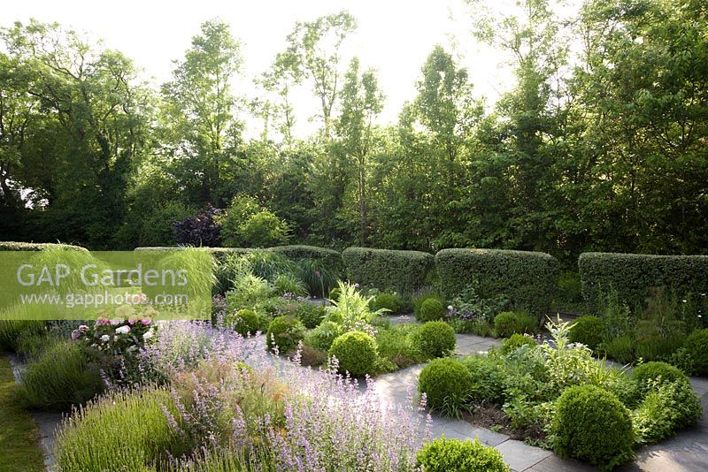 Contemporary herb garden with stone paving, clipped box, catmint, chives, fennel, artichokes, clipped cotoneaster hedges - Barefoot Garden, Cornwall, UK