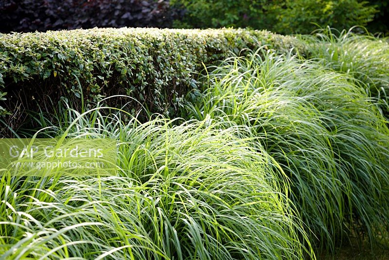 Miscanthus sinensis 'Malepartus' with clipped cotoneaster hedge at the Barefoot Garden, Cornwall, UK
