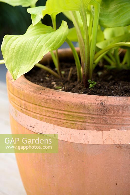 Copper tape acting as slug deterrent wrapped around terracotta pot planted with a hosta - Barefoot Garden, Cornwall, UK