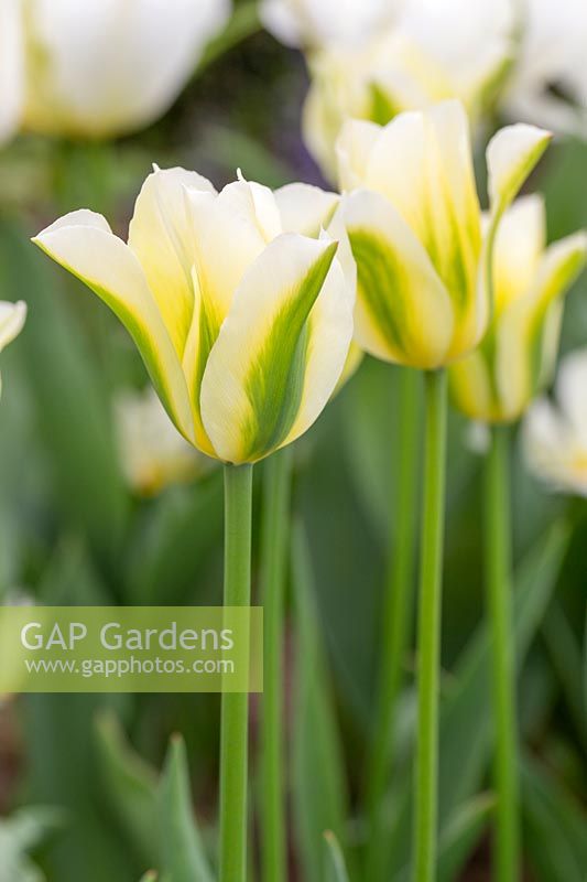 Tulipa viridiflora 'Green Spirit'