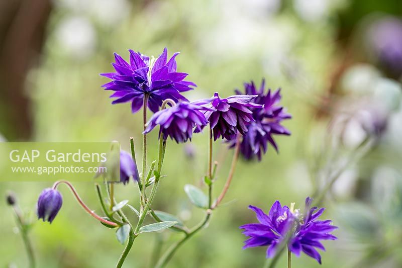 Aquilegia vulgaris var. stellata 'Blue Barlow' - Columbine 