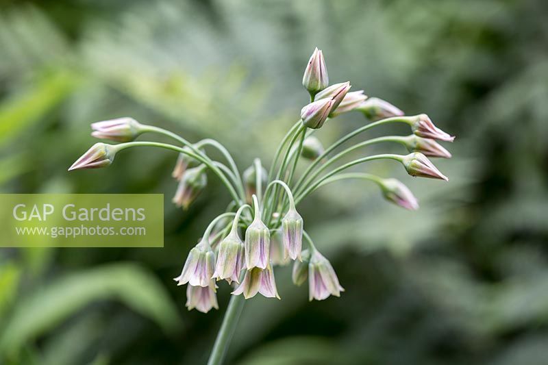 Allium 'Sicillian honey garlic' or Nectaroscordum sicillium