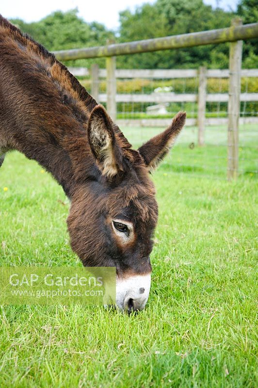 Precious the Donkey grazing in paddock. 