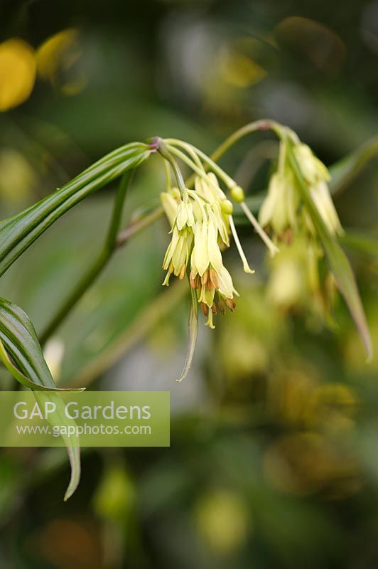 Disporum cantoniense 'Night Heron'