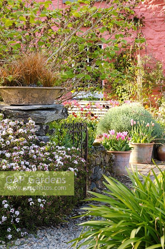 A Daphne scents the air next to the gate into the front garden. 