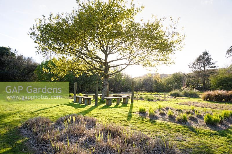 Quercus petraea - sessile oak - in field. 