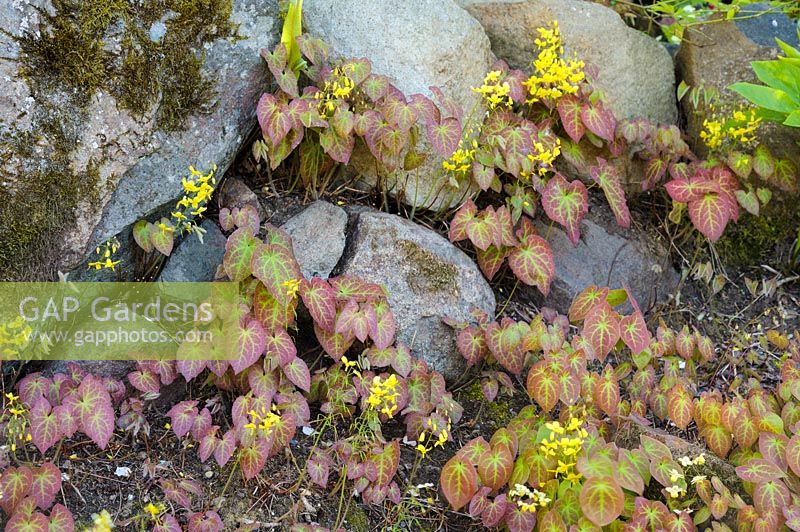 Epimediums growing in rocks