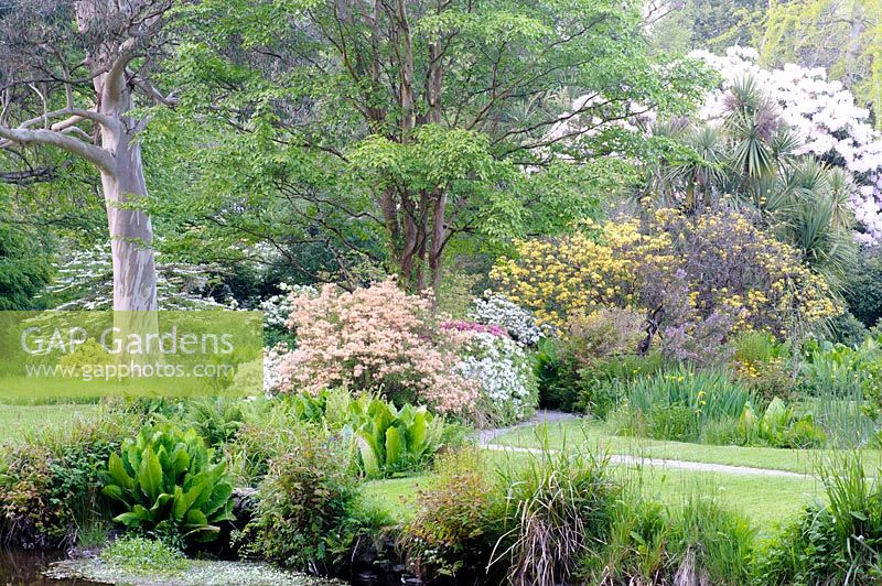 Astilbes, ferns and Lysichiton americanus with mature trees and shrubs, Co Wicklow, Ireland.