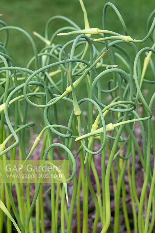 Allium sativum ophioscorodon - Serpent garlic -Rocambole coiled flower stalks 
