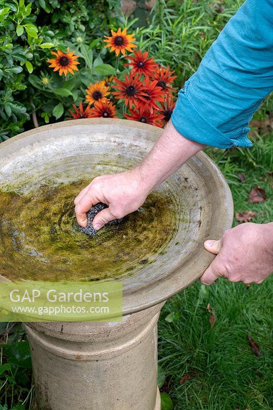 Cleaning the algae of an unclean birdbath with a wire scrub 