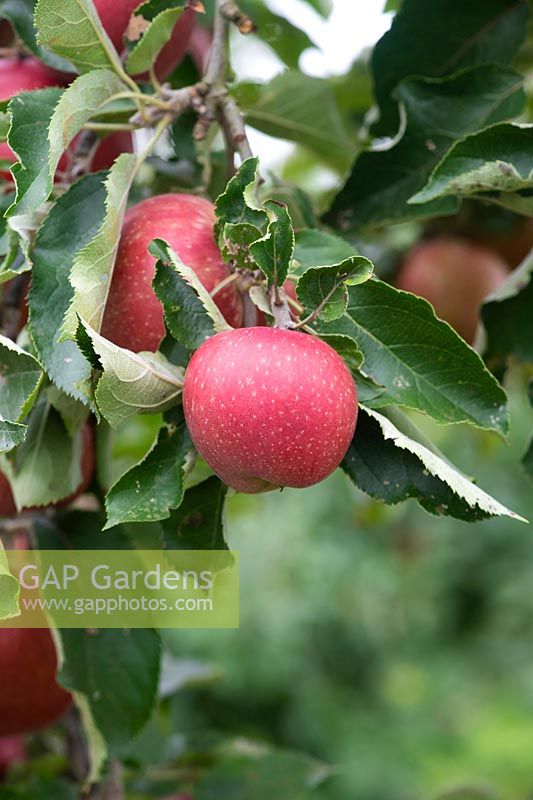 Malus domestica 'Red Jonaprince Wilton's' - Red jonaprince apples on the tree
