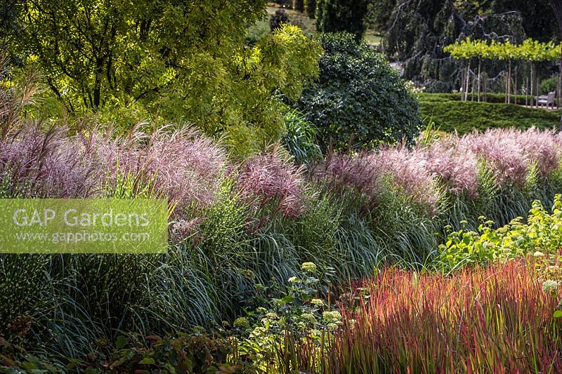 Miscanthus sinensis 'Strictus' and 'Malepartus' in long border