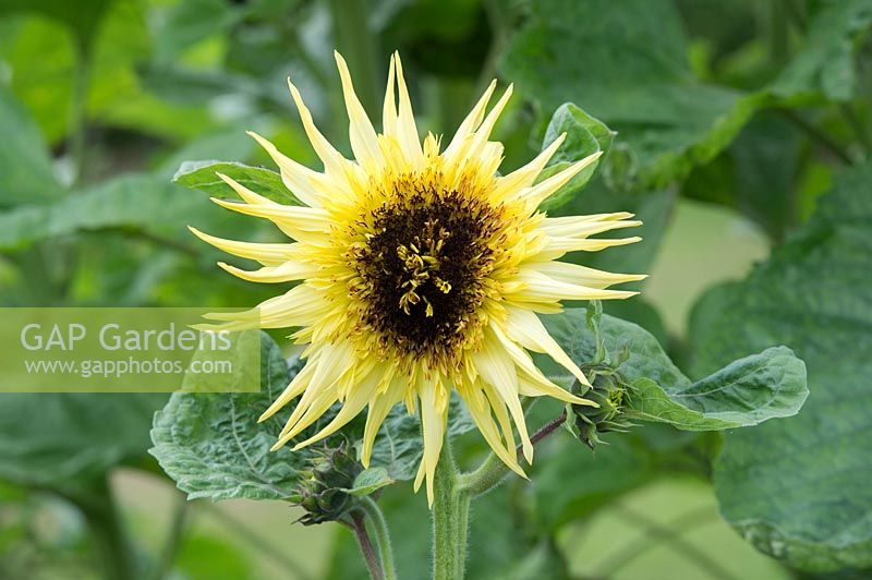 Helianthus annuus  'Lemon eclair' Sunflower