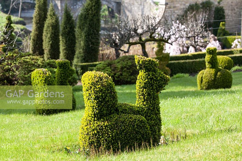 Topiary hens made from Buxus - box -  in lawn