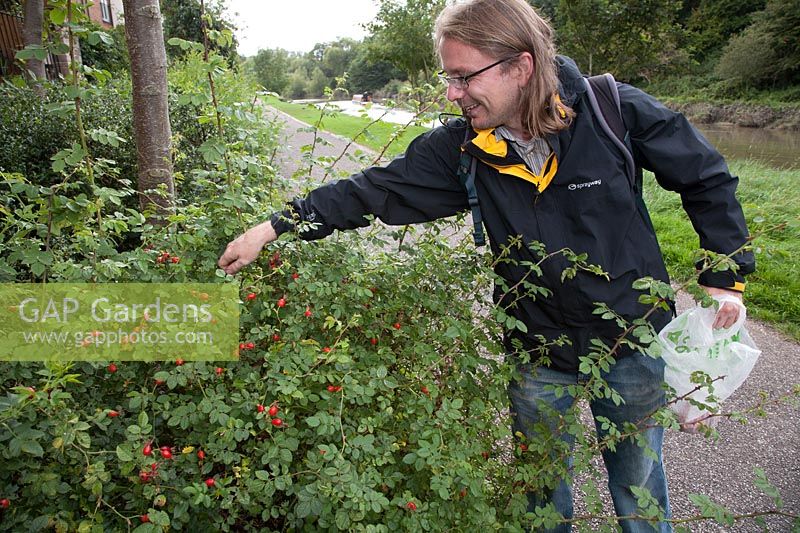 Man forages Rosa - rosehips from a bush growing beside a footpath