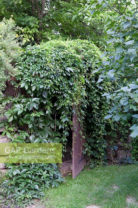 Ivy growing over wooden door.