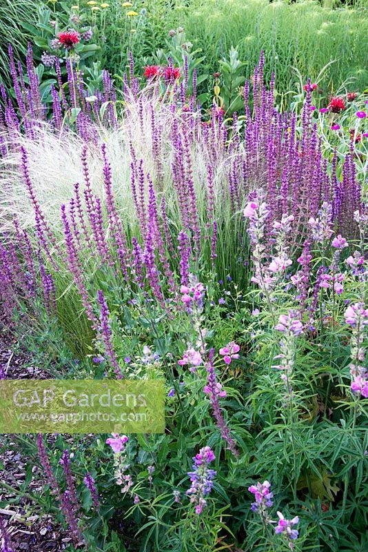 Border with Salvia nemorosa 'Caradonna' Stipa tenuissima 'Wind Whispers' Monarda 'Jacob Cline' and Sidalcea 'Elsie Heugh' 