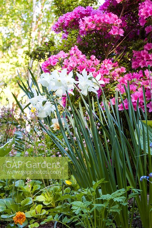 Narcissus 'Thalia' combines with a pink Azalea and Saxifraga urbium in a border 
at Ty Hwnt Yr Afon, Conwy, North Wales - photographed in May