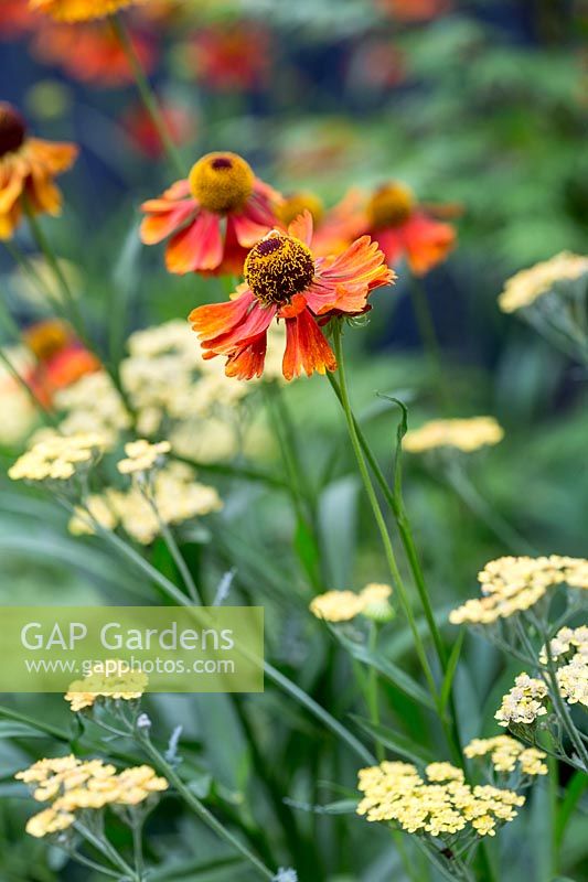 Achillea 'Teracotta' with Helenium 'Moerheim Beauty'