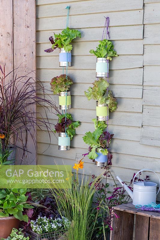 Strings of colourful tin cans planted with lettuce 