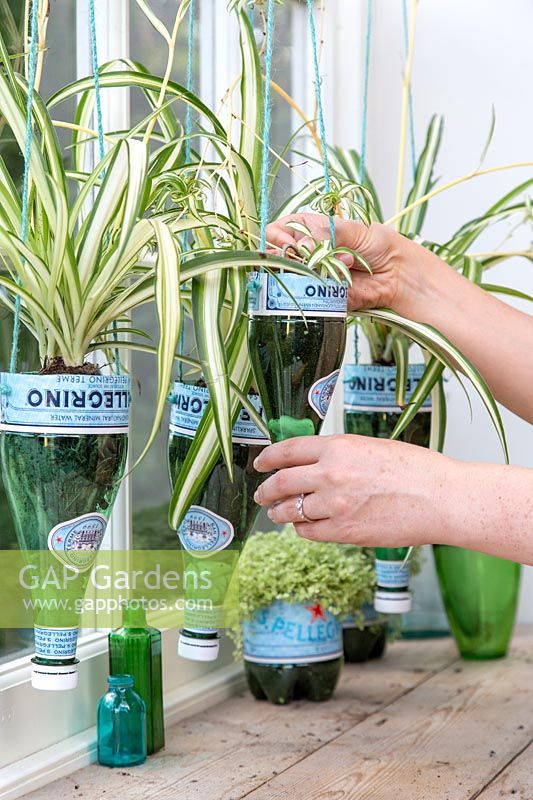 Woman pegging Chlorophytum - Spider Plant plantlets in plastic bottle