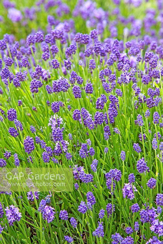 Lavandula angustifolia 'Thumbelina Leigh'