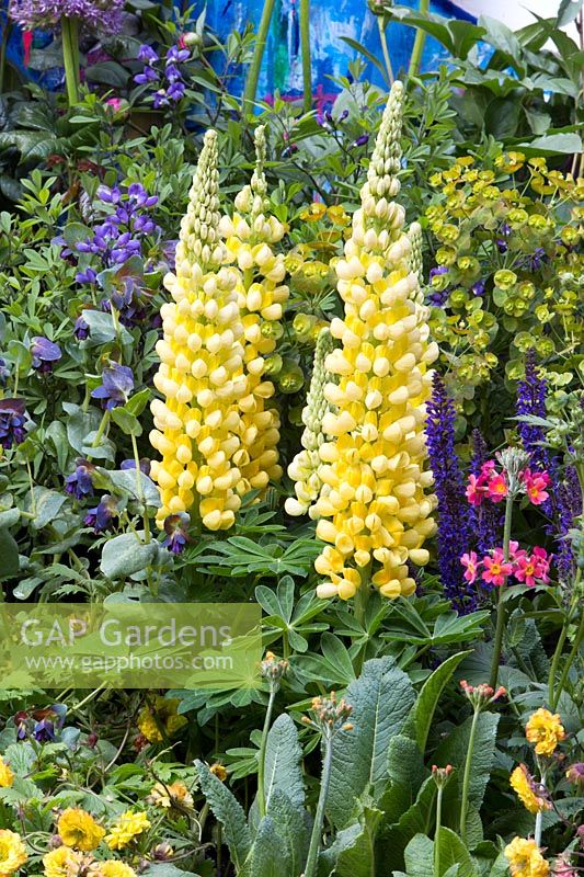The Supershoes, Laced With Hope Garden - Lupinus 'Desert Sun', Euphorbia amygdaloides var 'Robbiae' - RHS Chelsea Flower Show, 2018 - Sponsor: Frosts Garden Centres